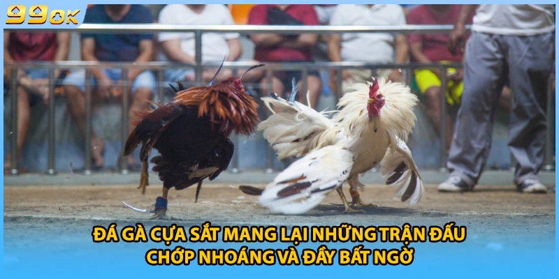 Đá gà cựa sắt mang lại những trận đấu chớp nhoáng và đầy bất ngờ